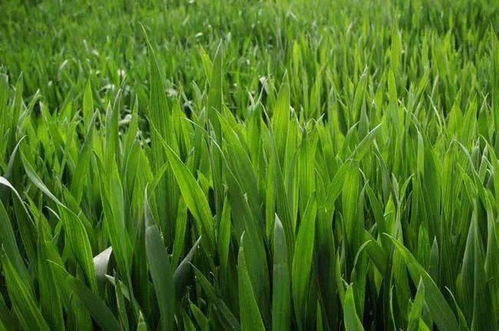 秋冬種及冬季農業開發農技行動啟動實施，推動農業種植技術升級