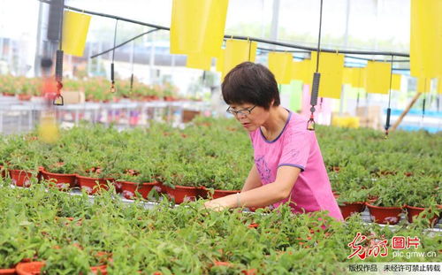 智慧農業 技術驅動鄉村振興的新篇章