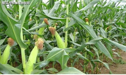 現代農業蔬菜栽培技術 智慧大棚與蜂窩物聯的創新應用