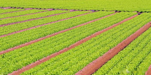 推動我國農業發展的八個字 農業種植技術開發