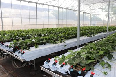 遇見“莓”好！鹽都“田間學院”助力草莓產業走向世界