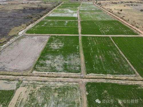 中國水稻種植技術 為岡比亞農業發展注入新動力