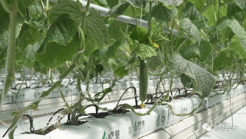 無土栽培 助力農業產業科技化發展