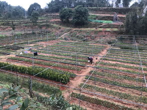 樂山地杰農林科技 深耕油茶種植基地，以技術創新驅動產業高質量發展