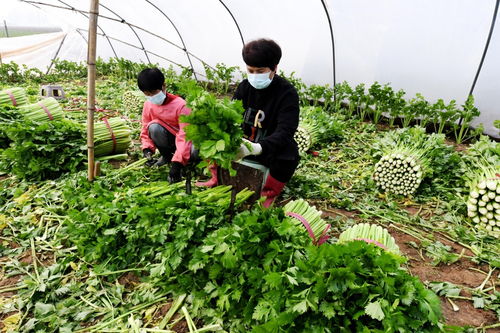河北永清 科技賦能蔬菜種植，擘畫農戶增收致富新圖景