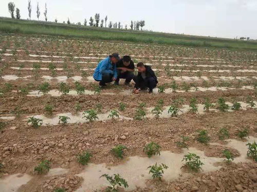 五原縣農牧業技術推廣中心 技術賦能，為種植戶破解生產難題