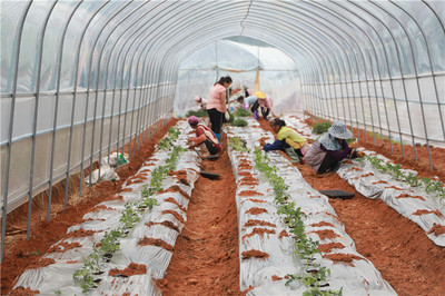 云南景谷 以示范基地為抓手，全力推進現代農業產業園建設與農業技術開發
