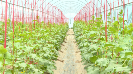 【鄉村行·看振興】高臺 科技賦能特色產業 繪就現代農業新畫卷