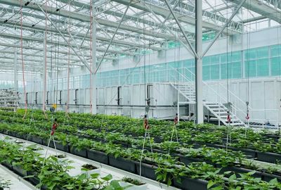 泗水 以科技為犁，深耕甘薯全產業鏈，繪就鄉村振興新圖景